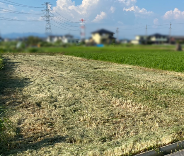 草刈り後の土地