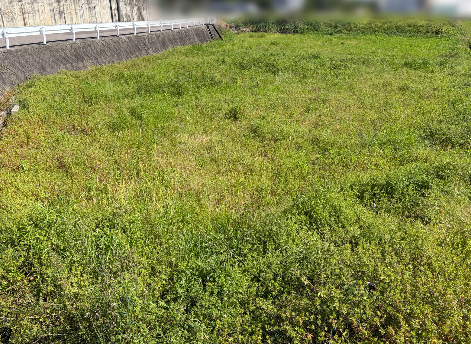 草刈り作業前の土地