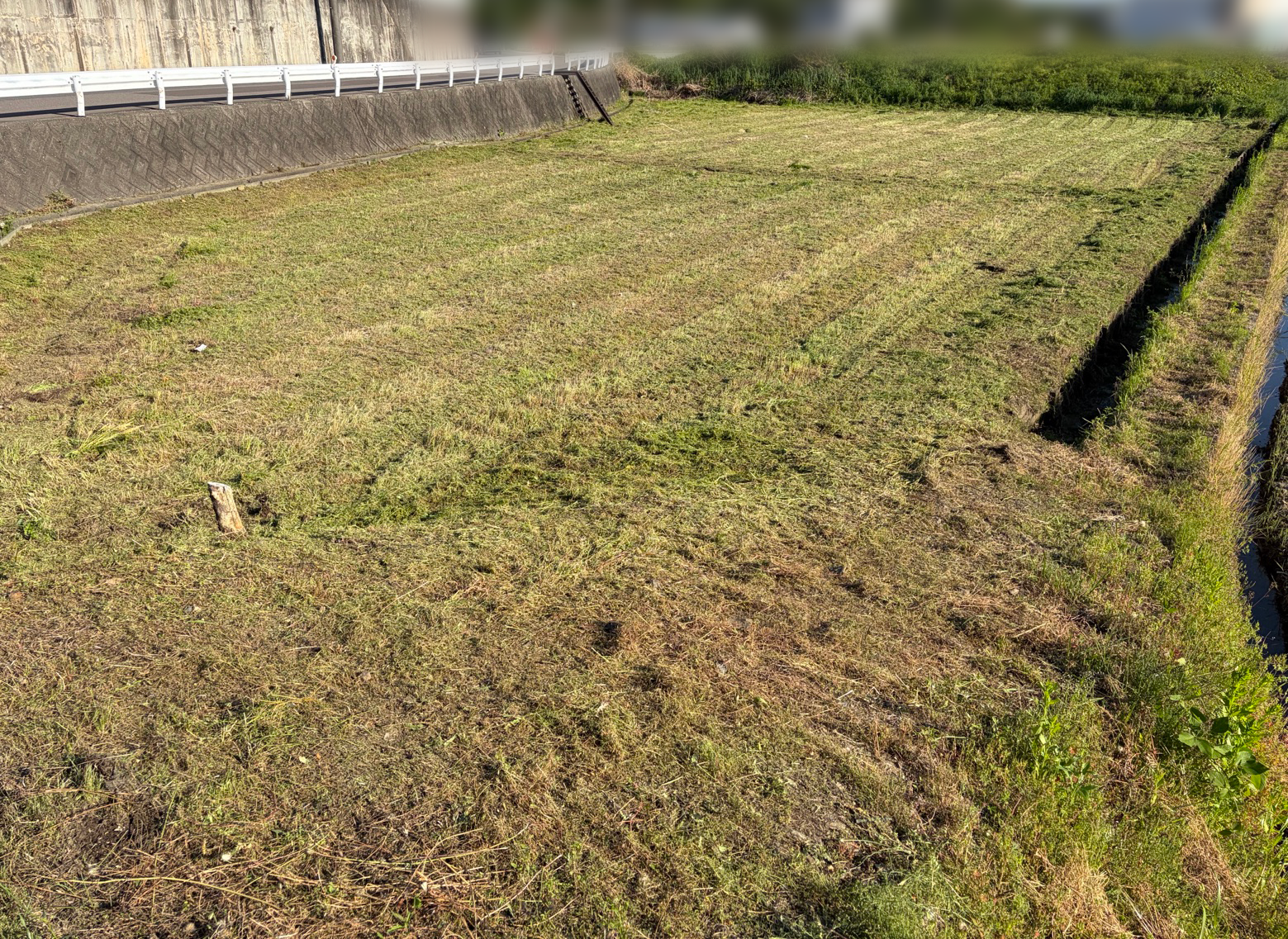 草刈り作業後の土地