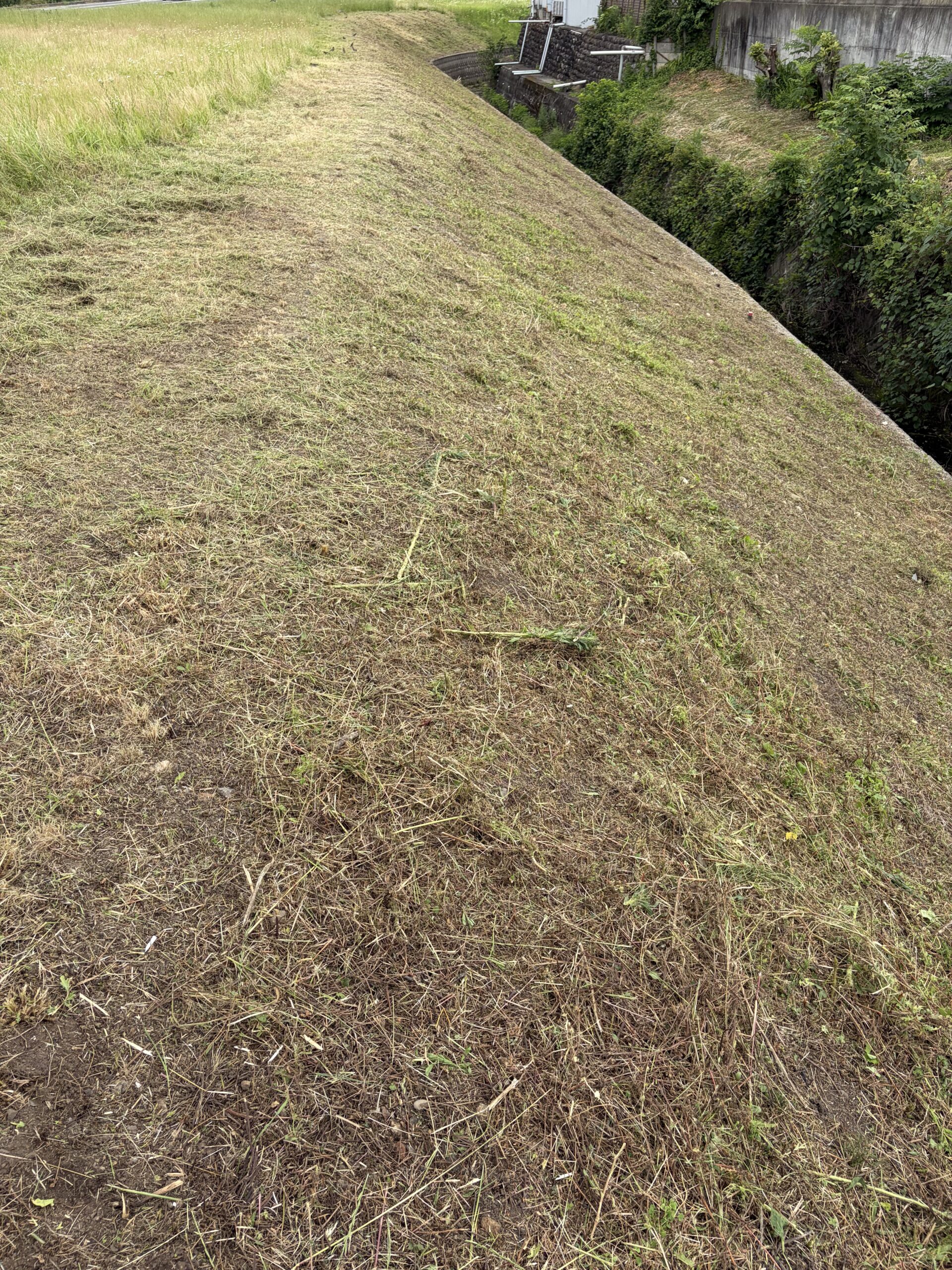 法面は除草剤か草刈りどちらが最善策なのか