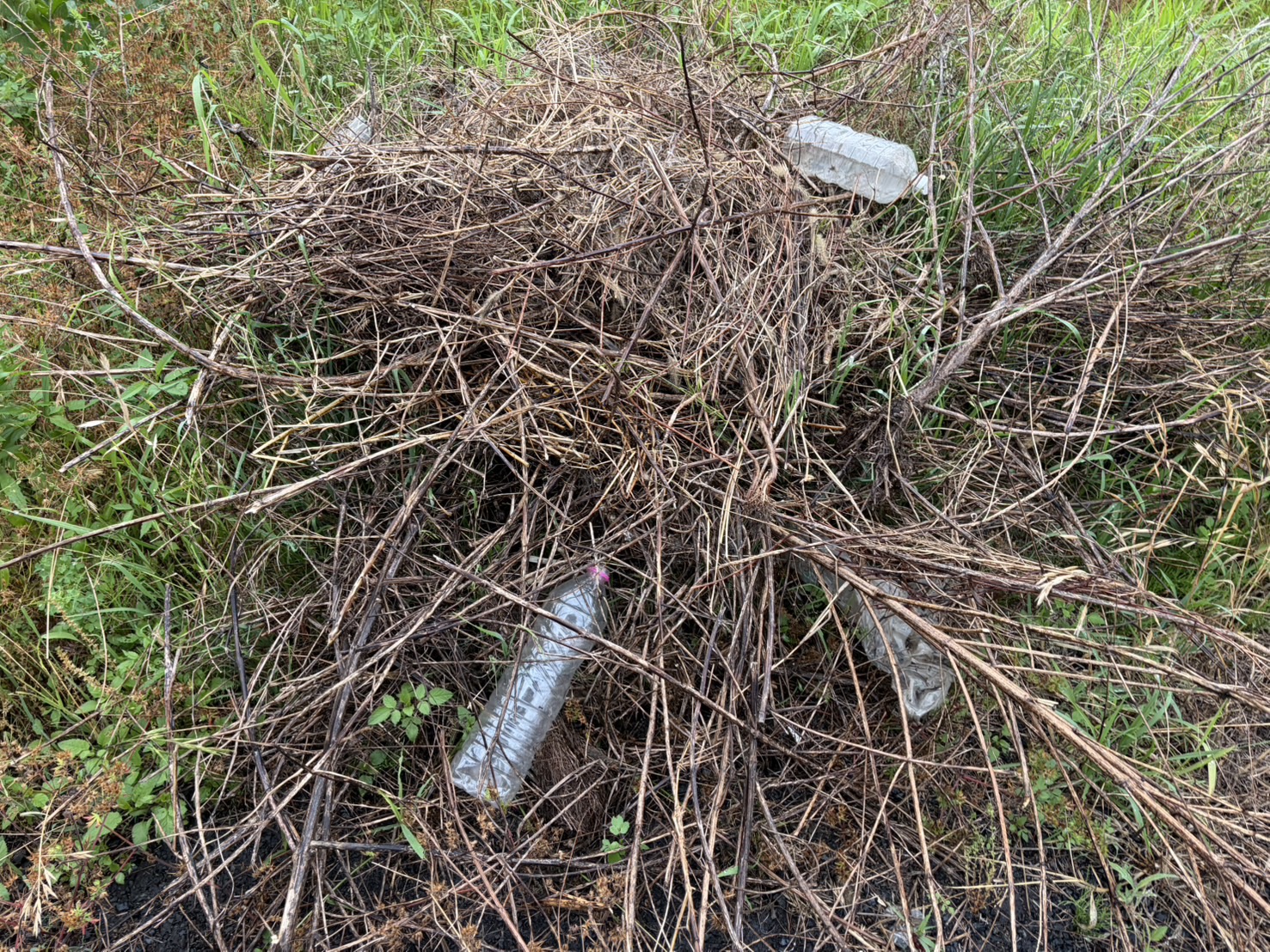 草が伸びると、ゴミも集まる？