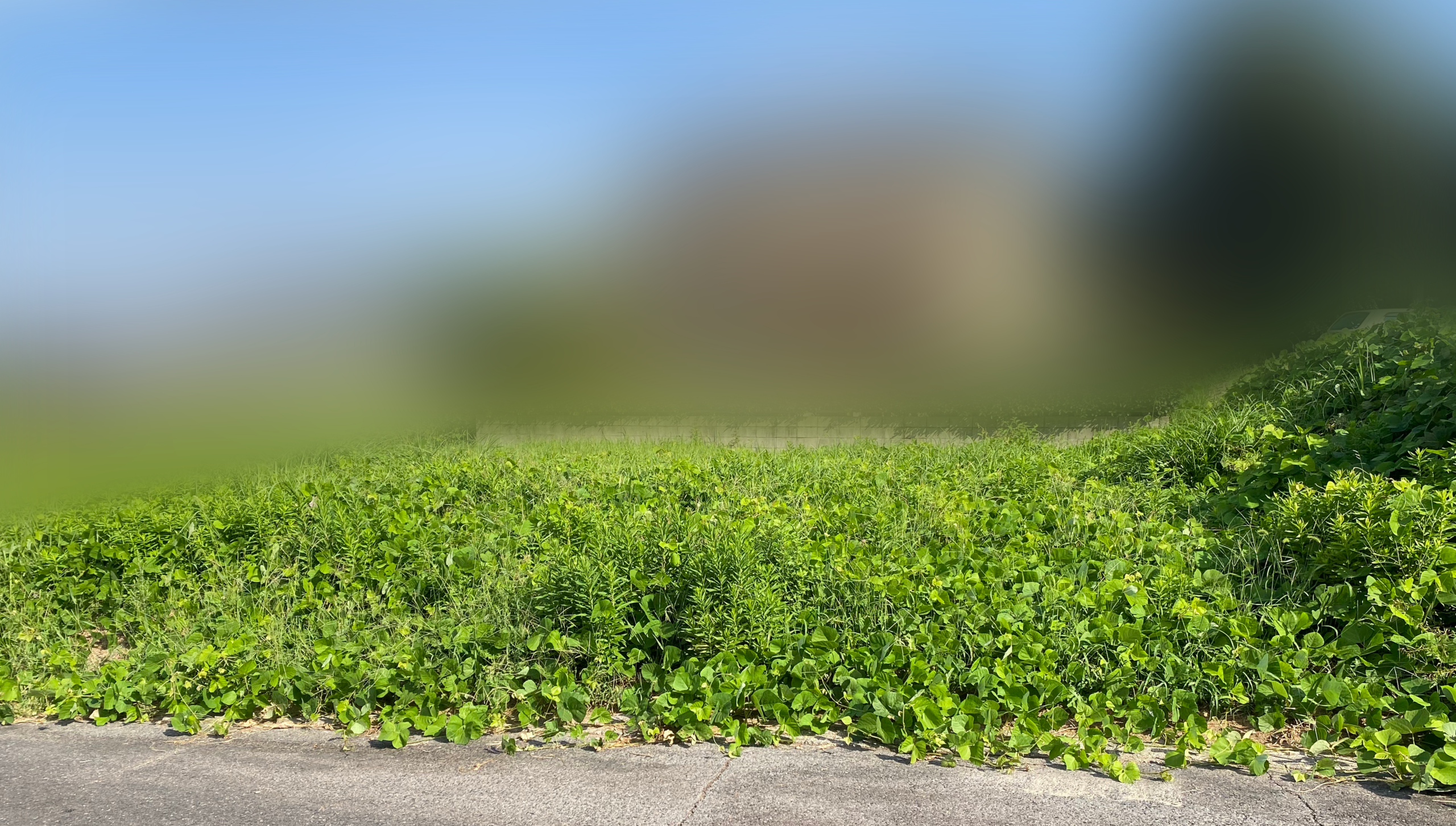 草刈り作業前の土地