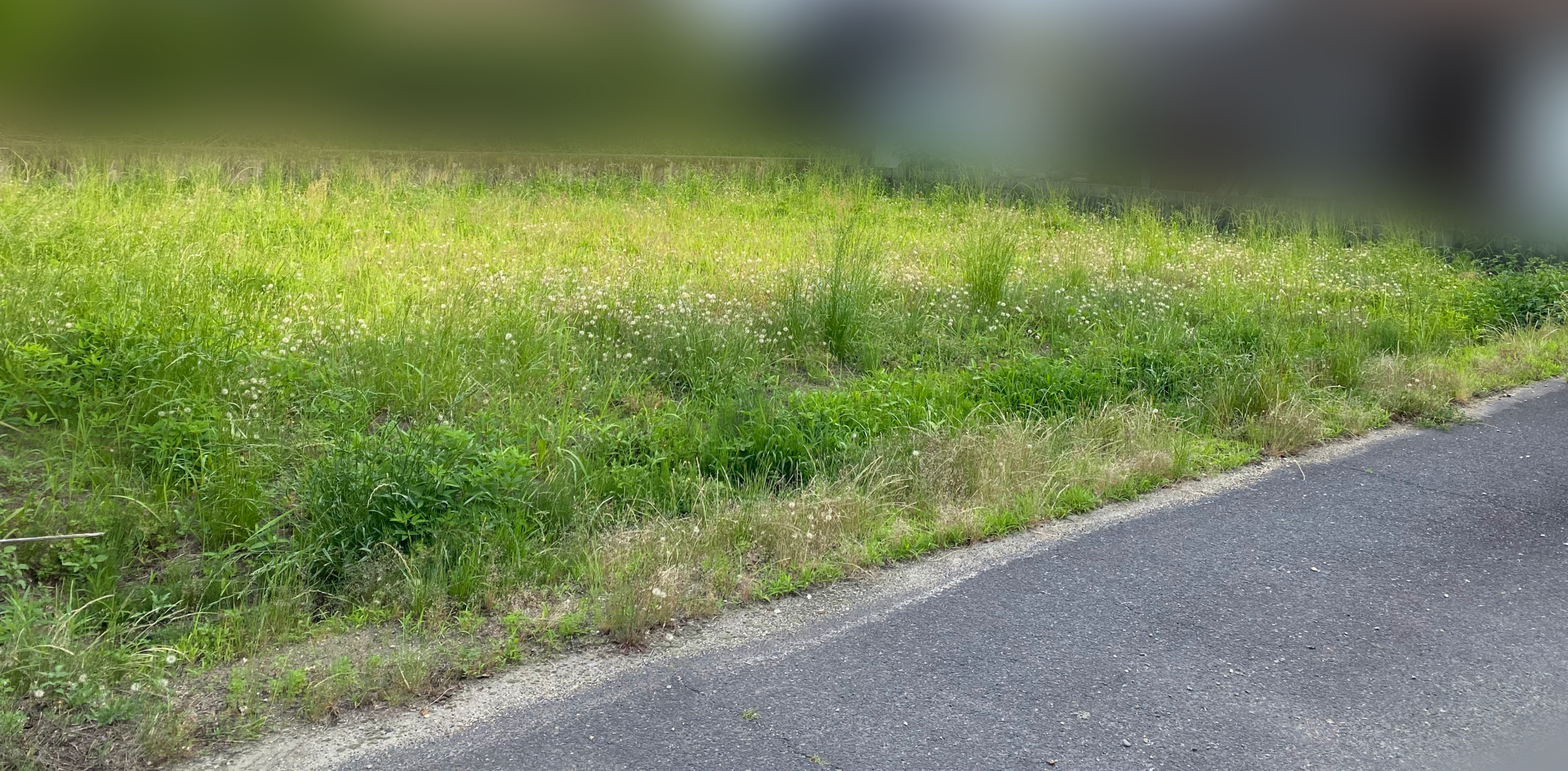 草刈り作業前の土地