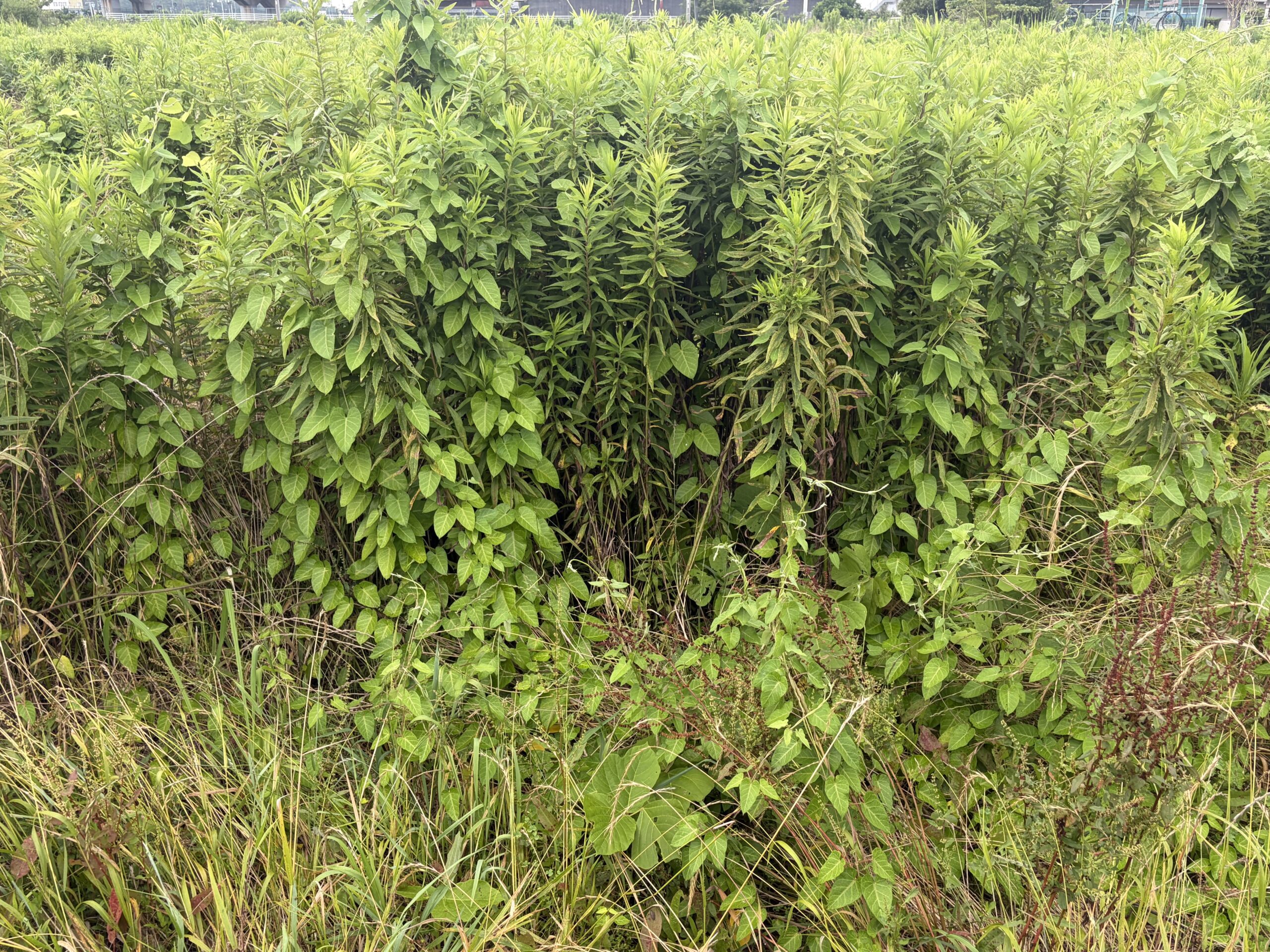 梅雨時に草はどれだけ伸びるのだろう